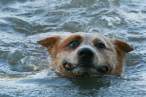 Swim.jpg