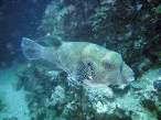 Fish.jpg