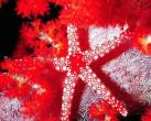 Star fish.jpg