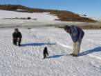 Baby penguin.jpg