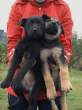 Puppies.jpg
