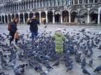 Pigeons.jpg