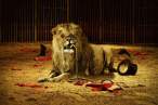 Lion.jpg