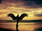 Wings.jpg