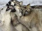 Wolfs.jpg