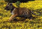 Tiger.jpg