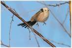 Retarded bird.jpg