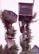 Tree house.jpg