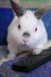 Bunny.jpg