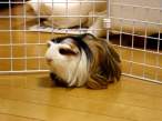 Hairy pig.jpg