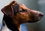 Long nose.jpg