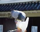 Pigeon.jpg