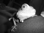 Lizzard.jpg