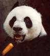 Panda.jpg