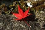 Leaf.jpg