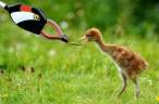 Feeding.jpg