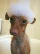 Dog.jpg