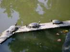 Tortise.jpg