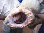 Goliath Tigerfish.jpg