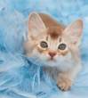 Kitten.jpg