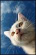 Kitty.jpg