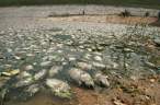 Dead fish.jpg