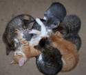 Kittens.jpg