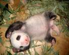 Panda.jpg