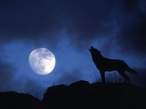 Wolf.jpg
