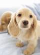 Retriever.jpg