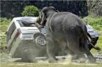 Angry elephant.jpg