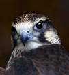 Falcon.jpg