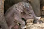 Elephant.jpg