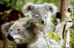 Koala.jpg