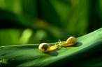 Snails.jpg