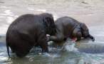 Elephant.jpg
