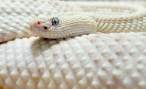 Albino snake.jpg