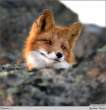 Fox.jpg
