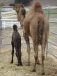 Camel.jpg