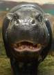 Hippo.jpg