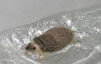 Hedge hog.jpg
