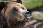Bear.jpg