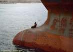 Seal.jpg