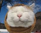 Kitty.jpg