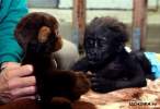 monkeys.jpg