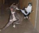 cat_dog_fight_jpg.jpg