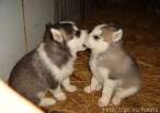 HuskyBigKiss.jpg
