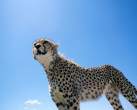 Leopard.jpg