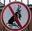 Wild goat on wheels.jpg