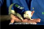 Rat.jpg
